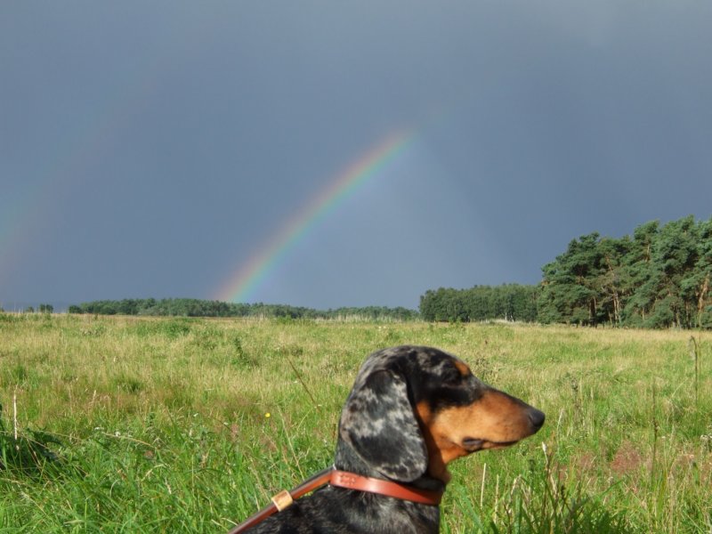 regenbogenfilou.jpg